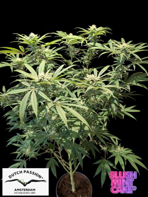 Slush Mint Cake - DP - Bio Tabs NL Grow. Week 13