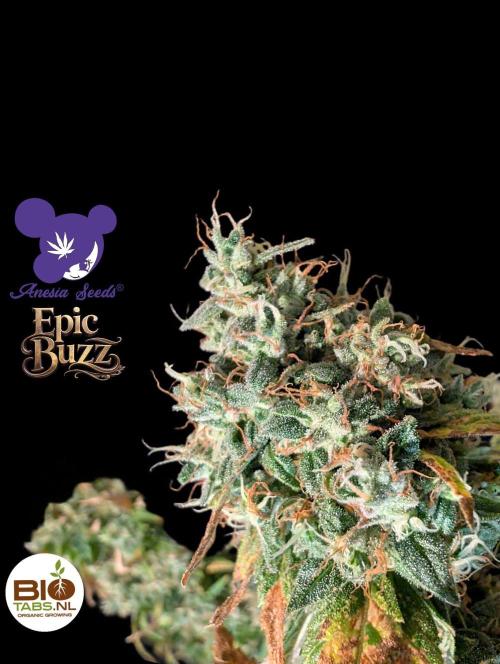 Epic Buzz - Anesia - Bio Tabs NL - VS.. Week 15