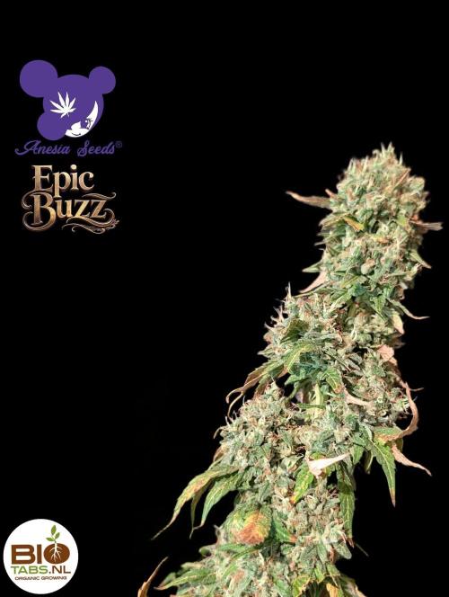 Epic Buzz - Anesia - Bio Tabs NL - VS.. Week 15