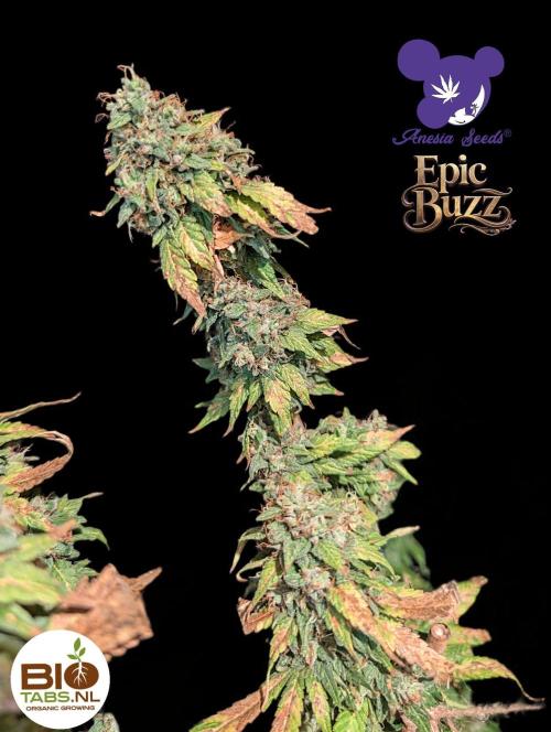 Epic Buzz - Anesia - Bio Tabs NL - VS.. Week 15