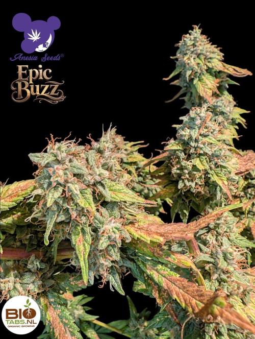 Epic Buzz - Anesia - Bio Tabs NL - VS.. Week 15