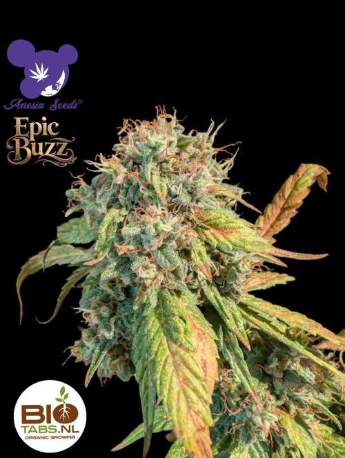 Epic Buzz - Anesia - Bio Tabs NL - VS.. Week 15
