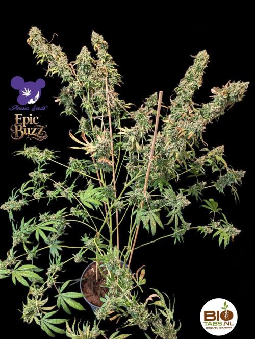 Epic Buzz - Anesia - Bio Tabs NL - VS.. Week 15