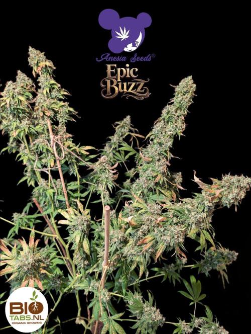 Epic Buzz - Anesia - Bio Tabs NL - VS.. Week 15