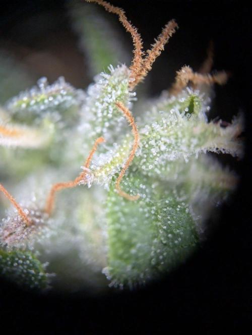 Epic Buzz - Anesia - Bio Tabs NL - VS.. Week 15