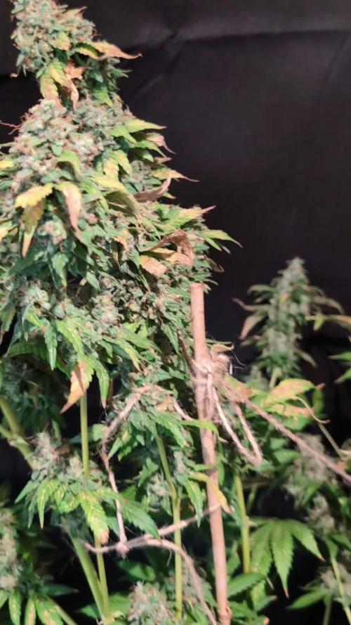 Epic Buzz - Anesia - Bio Tabs NL - VS.
