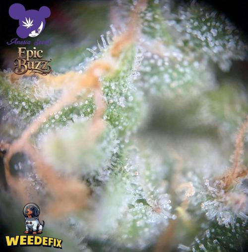 Epic Buzz - Anesia - Weedefix - VS.. Week 15