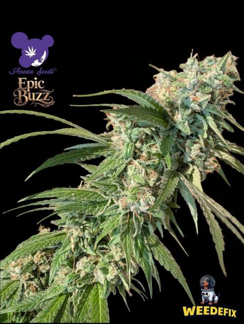 Epic Buzz - Anesia - Weedefix - VS.. Week 15