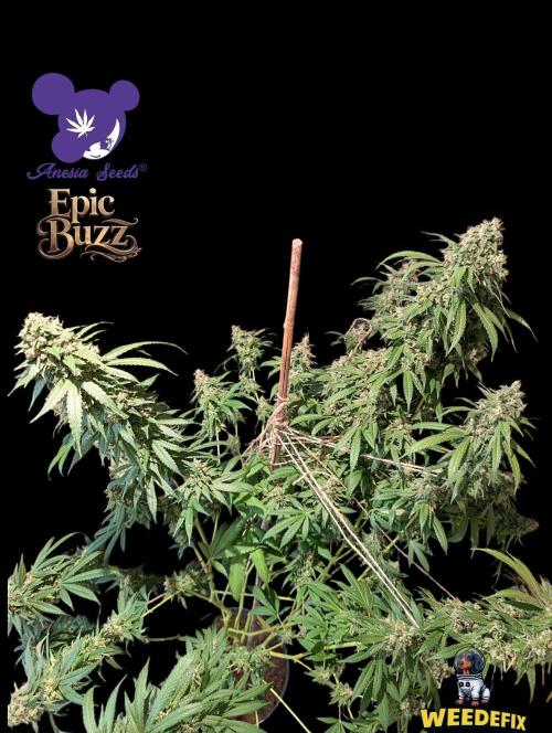 Epic Buzz - Anesia - Weedefix - VS.. Week 15