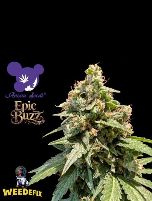 Epic Buzz - Anesia - Weedefix - VS.. Week 15