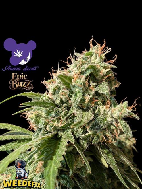 Epic Buzz - Anesia - Weedefix - VS.. Week 15