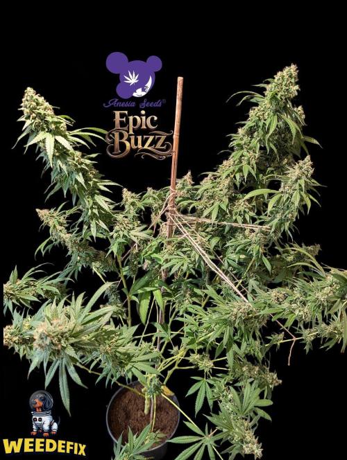 Epic Buzz - Anesia - Weedefix - VS.. Week 15