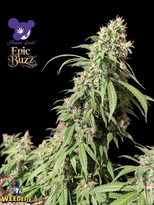 Epic Buzz - Anesia - Weedefix - VS.. Week 15