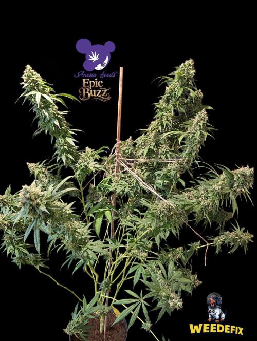 Epic Buzz - Anesia - Weedefix - VS.. Week 15