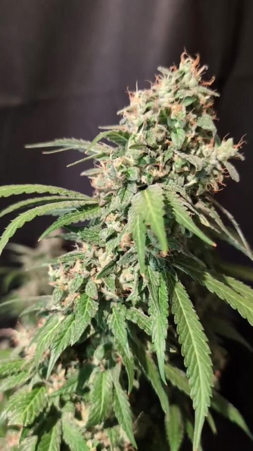 Epic Buzz - Anesia - Weedefix - VS.