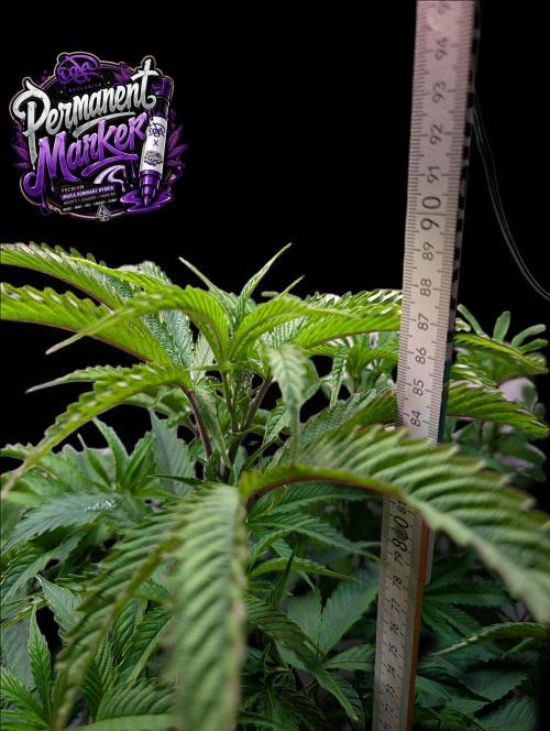 Permanent Marker -Seed Junky-Doja-BTNL. Week 7