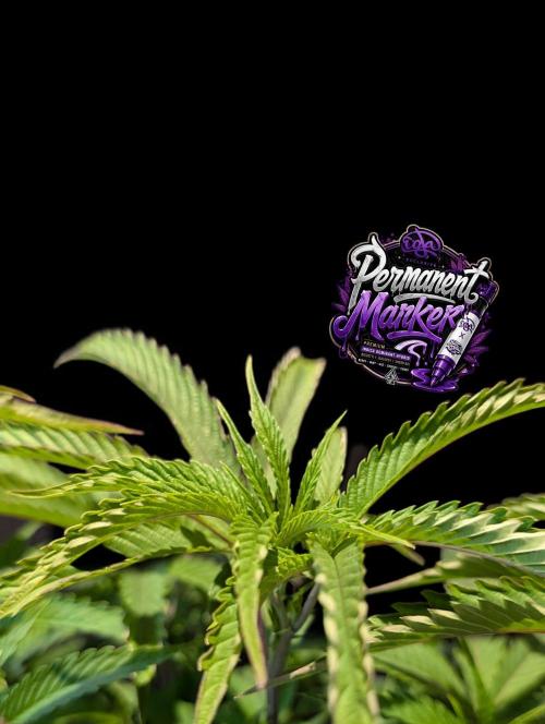 Permanent Marker -Seed Junky-Doja-BTNL. Week 7