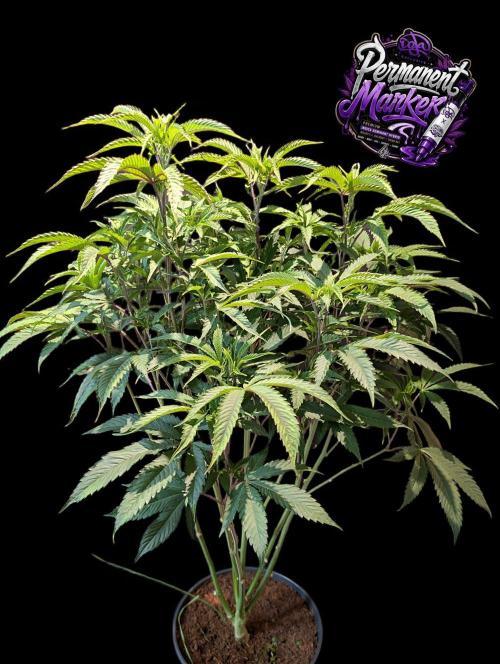 Permanent Marker -Seed Junky-Doja-BTNL. Week 7