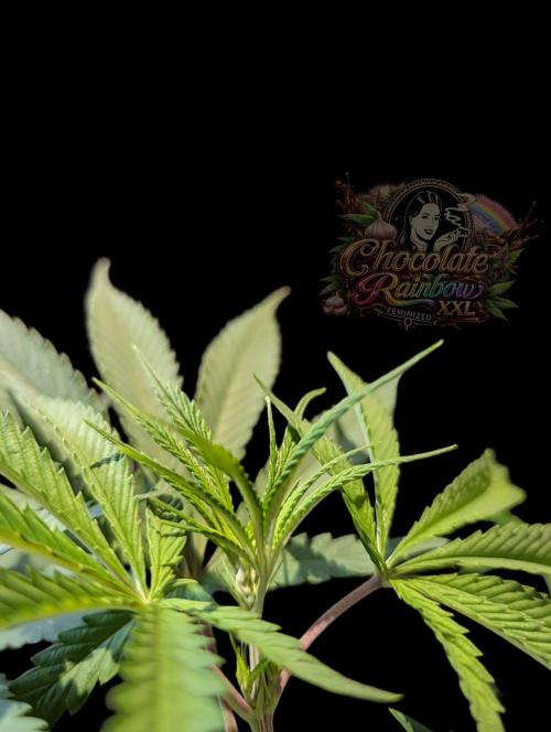 Chocolate Rainbow XXL -Sensi Seeds-BTNL. Week 7