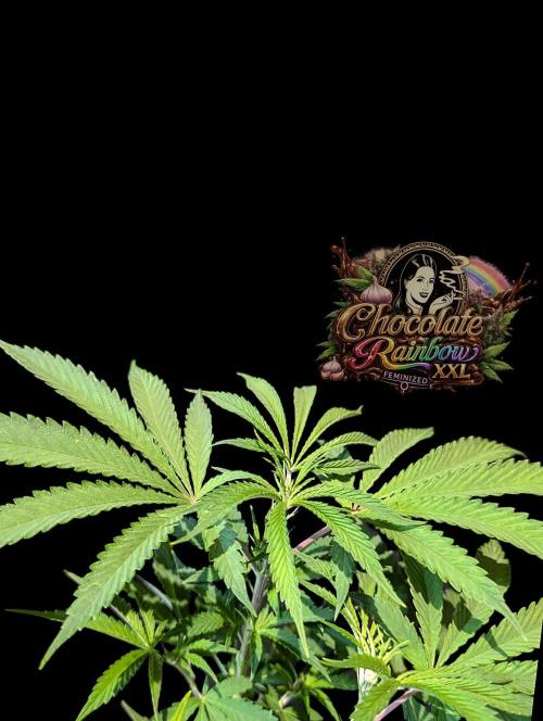 Chocolate Rainbow XXL -Sensi Seeds-BTNL. Week 7