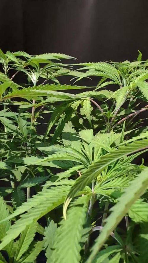 Chocolate Rainbow XXL -Sensi Seeds-BTNL