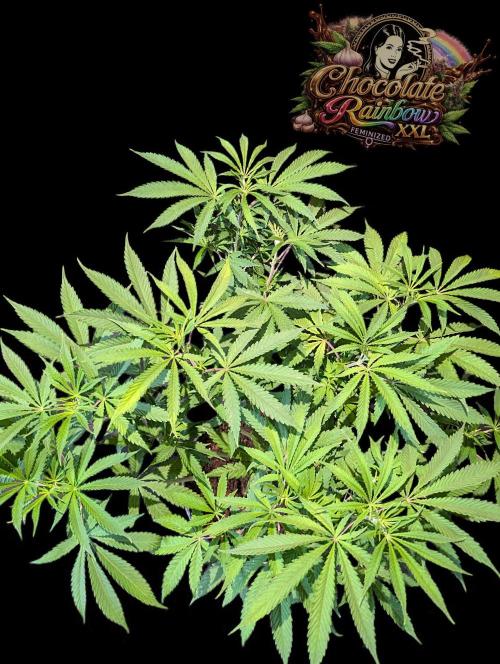 Chocolate Rainbow XXL -Sensi Seeds-BTNL. Week 7