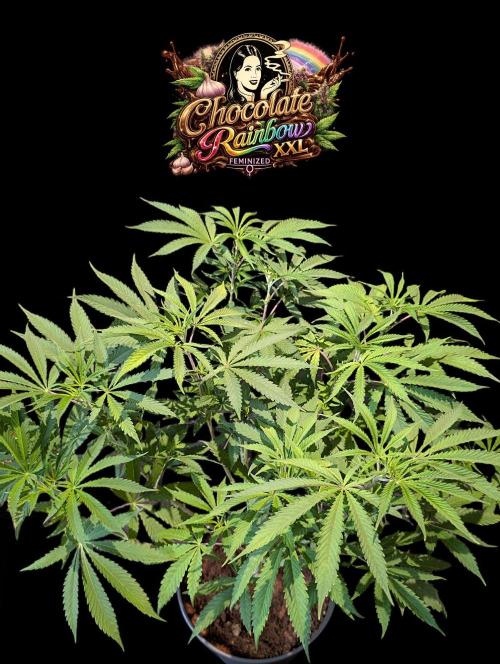 Chocolate Rainbow XXL -Sensi Seeds-BTNL. Week 7