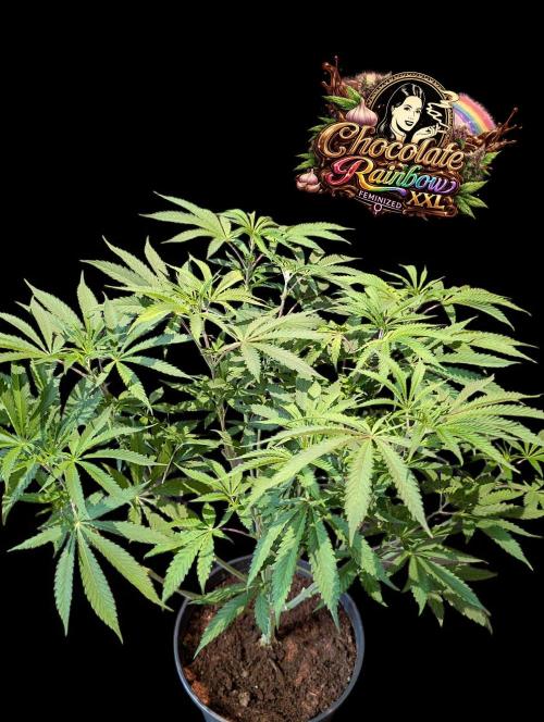 Chocolate Rainbow XXL -Sensi Seeds-BTNL. Week 7
