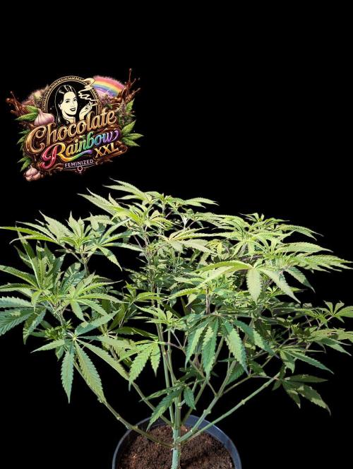 Chocolate Rainbow XXL -Sensi Seeds-BTNL. Week 7