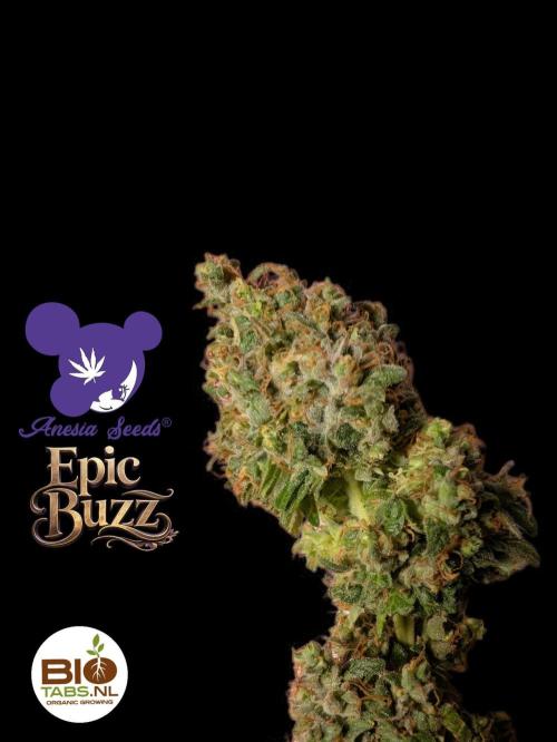 Epic Buzz - Anesia - Bio Tabs NL - VS.. Week 16