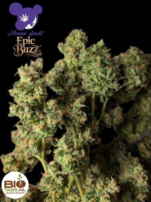 Epic Buzz - Anesia - Bio Tabs NL - VS.. Week 16