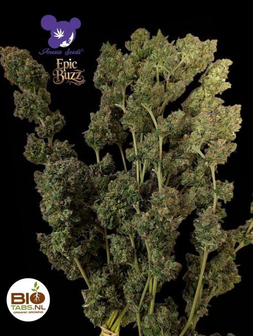 Epic Buzz - Anesia - Bio Tabs NL - VS.. Week 16