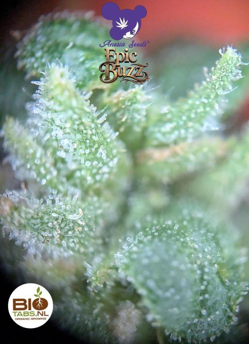 Epic Buzz - Anesia - Bio Tabs NL - VS.. Week 16