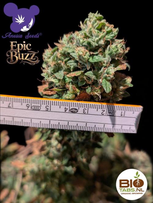 Epic Buzz - Anesia - Bio Tabs NL - VS.. Week 16