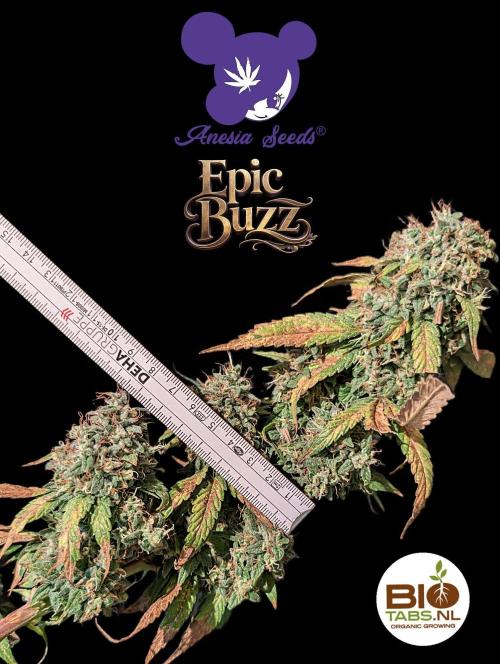 Epic Buzz - Anesia - Bio Tabs NL - VS.. Week 16