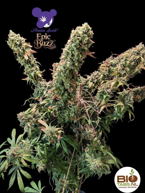 Epic Buzz - Anesia - Bio Tabs NL - VS.. Week 16