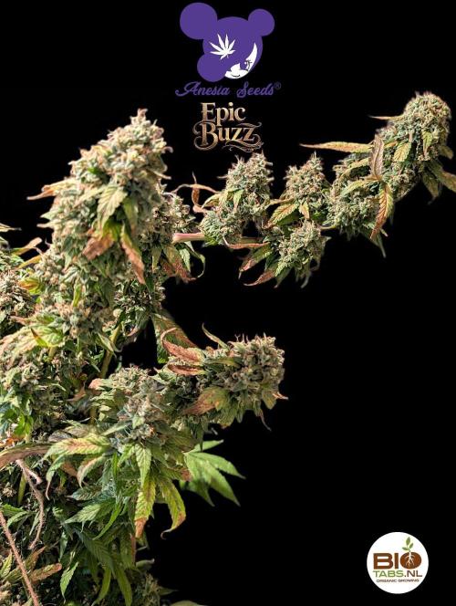 Epic Buzz - Anesia - Bio Tabs NL - VS.. Week 16