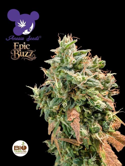 Epic Buzz - Anesia - Bio Tabs NL - VS.. Week 16