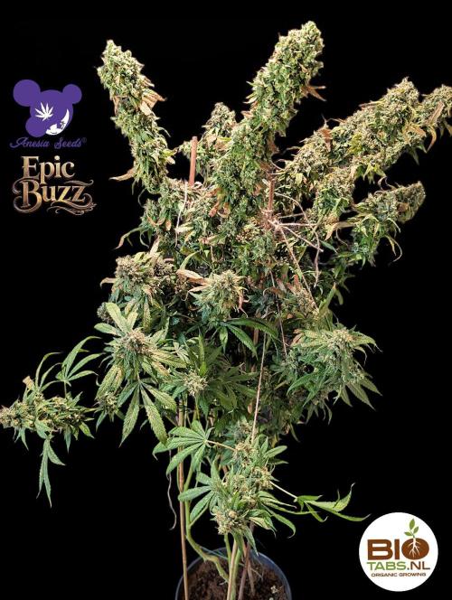 Epic Buzz - Anesia - Bio Tabs NL - VS.. Week 16