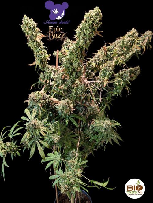 Epic Buzz - Anesia - Bio Tabs NL - VS.. Week 16