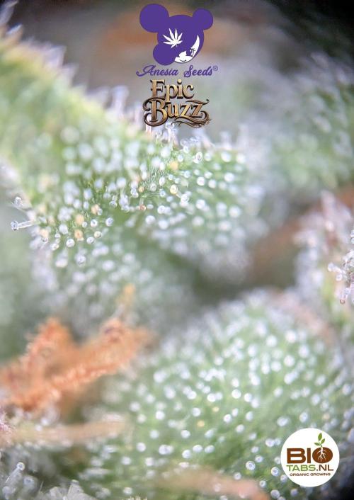 Epic Buzz - Anesia - Bio Tabs NL - VS.. Week 16