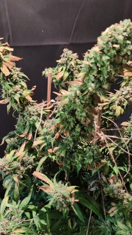 Epic Buzz - Anesia - Bio Tabs NL - VS.