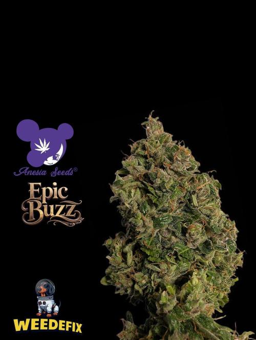 Epic Buzz - Anesia - Weedefix - VS.. Week 16