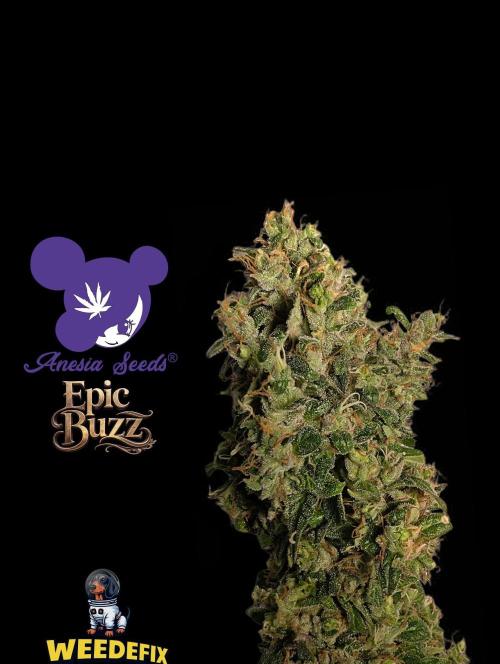 Epic Buzz - Anesia - Weedefix - VS.. Week 16