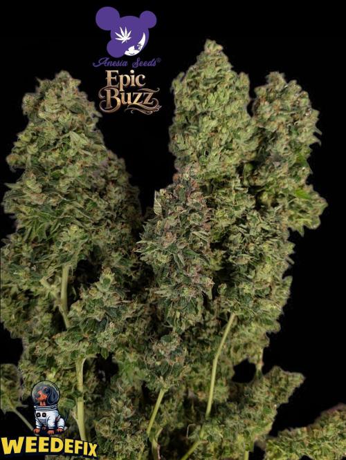 Epic Buzz - Anesia - Weedefix - VS.. Week 16