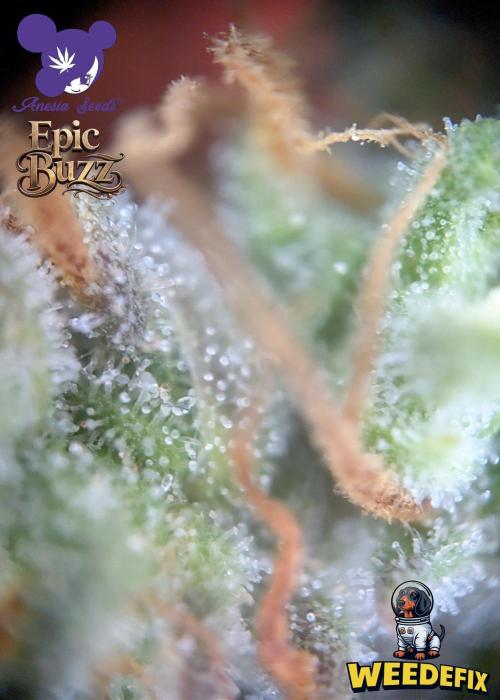 Epic Buzz - Anesia - Weedefix - VS.. Week 16