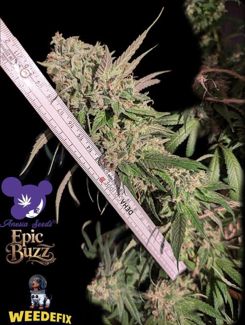Epic Buzz - Anesia - Weedefix - VS.. Week 16