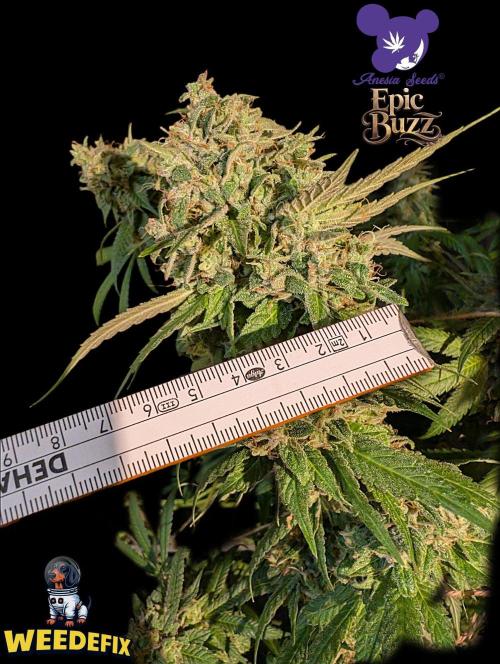 Epic Buzz - Anesia - Weedefix - VS.. Week 16