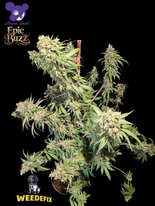 Epic Buzz - Anesia - Weedefix - VS.. Week 16