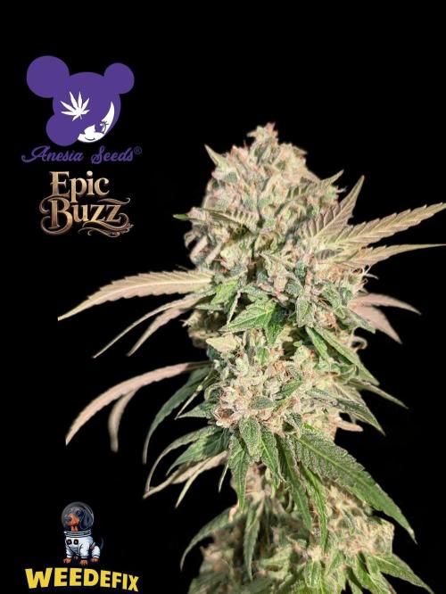 Epic Buzz - Anesia - Weedefix - VS.. Week 16